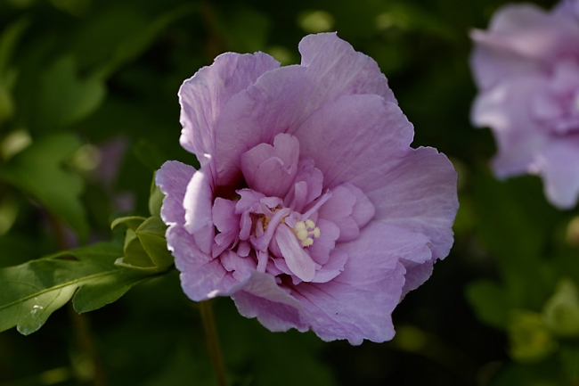 Jardin des Impressionnistes-135